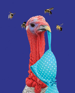 THE BIRDS & THE BEES